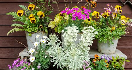 Flowers in pots