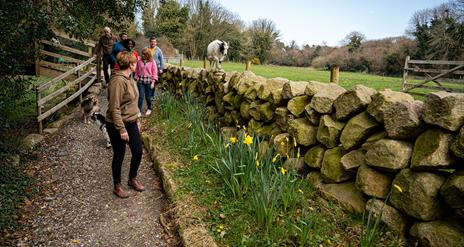 Group enjoying the Mourne Dry Stone Wall Building experience with a goat walking on the wall beside them