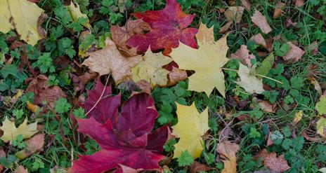 Golden Tales & Autumn Trails at Castle Espie