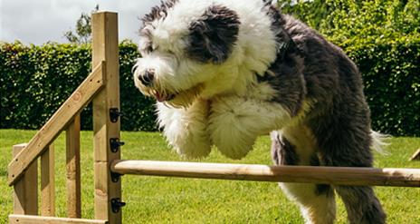 Dog jumping a fence