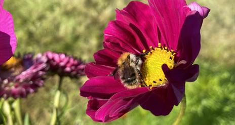 a bee rests in a flower