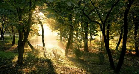 Digital Detox: Forest Yoga and Forage