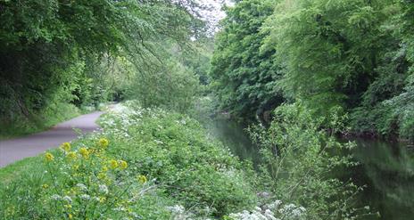 Summer Forage in the Forest