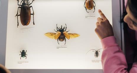 The Big Butterfly Blend In at the Ulster Museum