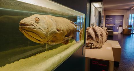 Learn about the  intriguing life of the Coelacanth at the Ulster Museum
