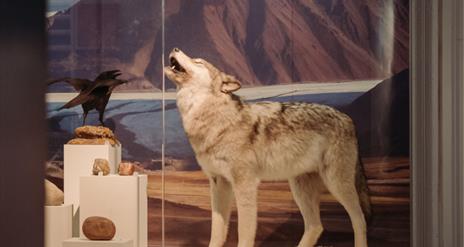A grey wolf in a case at Ulster Musuem