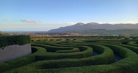 A view of Castlewellan Peace Maze with the Mourne Mountains as a backdrop. Visitors can attempt to solve their way to the centre of the maze.

