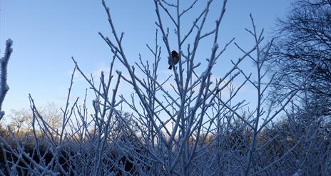 Winter Wildlife Trail