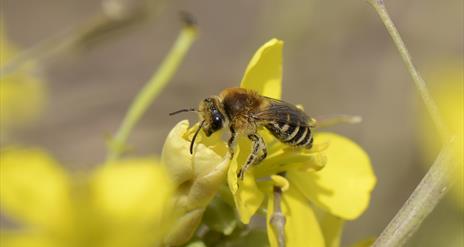 Heather Mining Bee