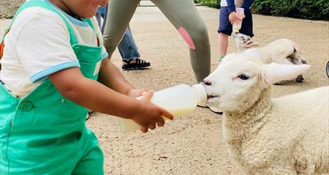 bottle feeding fort evergreen