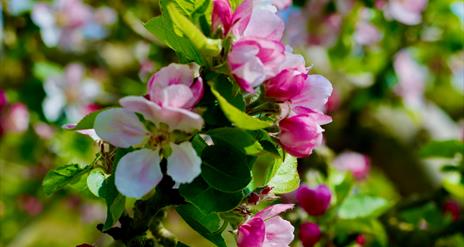 Bramley Apple Baking & Orchard Visit