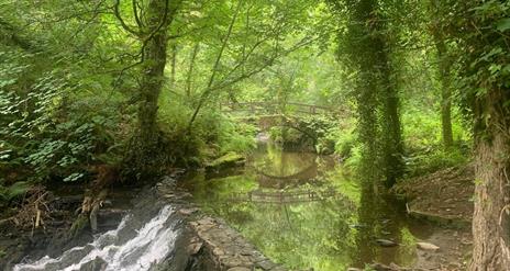 Image of green forest with water and bridge
