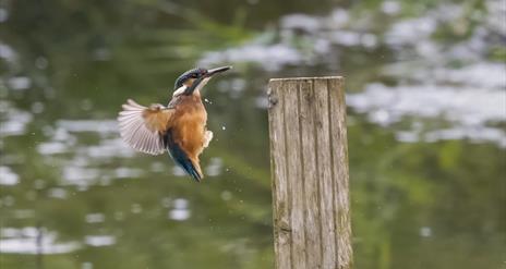 Belfast’s Window on Wildlife (WOW)