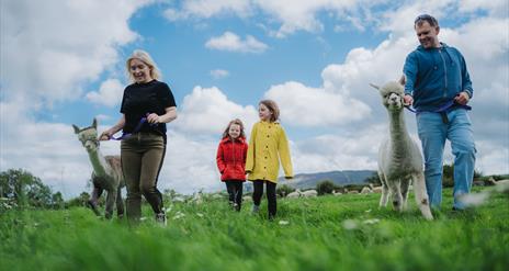 Fabulous group of guests trekking with so many alpacas in field in sunshine