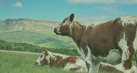artists impression of moiled cattle below binevenagh mountain