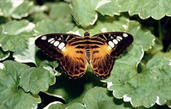 Seaforde Gardens and Tropical Butterfly House