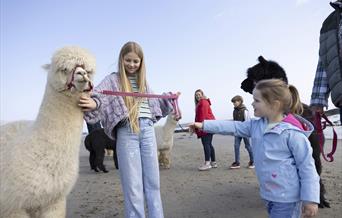 Cranfield Alpacas Experience