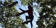 Tree Trek Silhouette