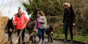 three donkeys and trekkers along road
