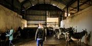 view of inside of barn with donkeys