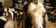 billy goat and people in backgrounf