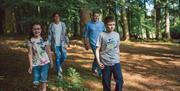 Family walking through the tress at Hillsborough Forest