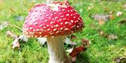 Fly Agaric Mushroom