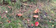 Foraging Funghi  in Finnebrogue Woods