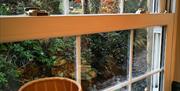 A window view of trees, bushes and a stream.