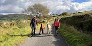 Sperrin alpacas