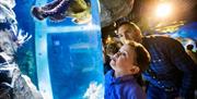 a boy and his dad looking at a sea creature in the tank