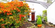 An entrance to a country cottage with a large orange plant and a small potted plant.