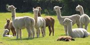 Group photo of the girls