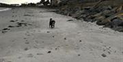 Dog on beach