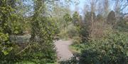 A country road viewed through some trees.