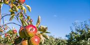 Apples at Ardress