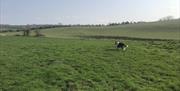 An image of the open countryside with the owners dog in the field