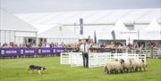 Sheep dog displays are a new visitor favourite in the cattle lawn