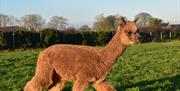 Stunning medium brown coloured alpaca striding along the pasture