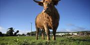 Image is of a bull in a field and a bright blue sky