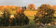 Image of a field and trees