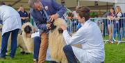 The finest livestock are recognised and celebrated across the four days of the Show