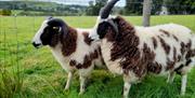 Two black and white marked Jacob sheep in a field