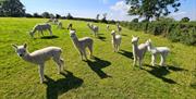 Young white alpacas in a sunny pasture waiting to go trekking