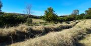 Rows of hay in a field ready for baling