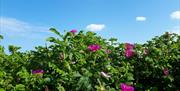 Rosa rugosa