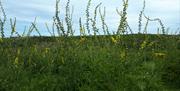 Agrimony
