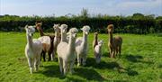 Group photo of the girls