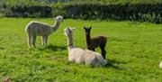 Jedda, Crystal and her cria Dainty Dawn (DD)