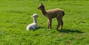 Dougie and Darius